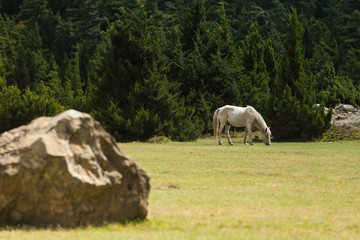White horses graze at uphill pasture in Annapurna range, Nepal.