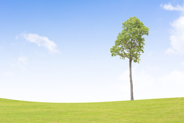 Obraz premium Big trees on the grass Background sky