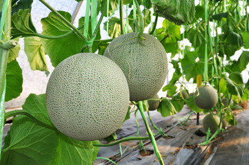 Fresh Melon or Cantaloupe.