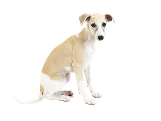 Cute Whippet Puppy sitting isolated on white background