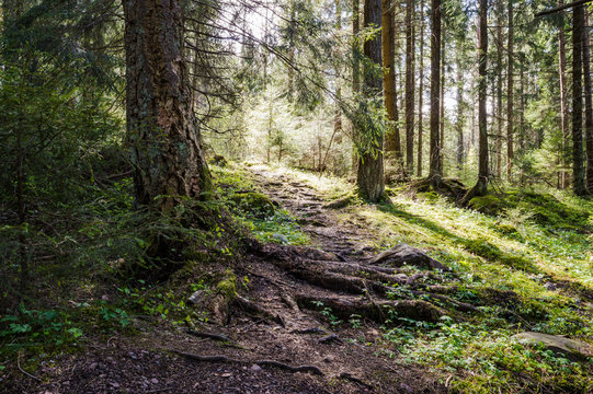 Fototapeta magic forest light