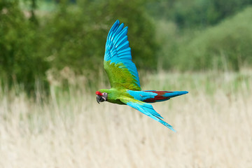 Military Macaw (Ara militaris)