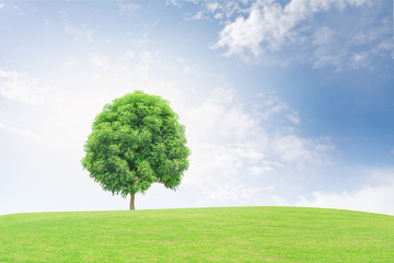 Big trees on the grass Background sky