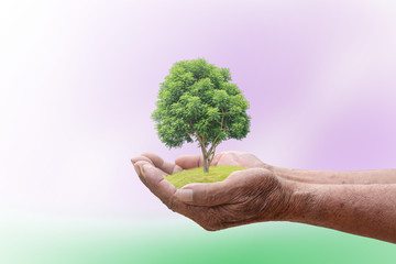 We love the world of ideas, man planted a tree in the hands.Background blur  sky