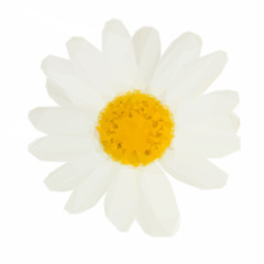 white daisy flowers