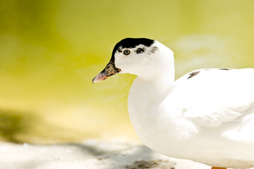 white duck with black head
