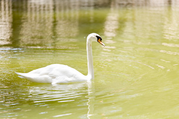 White swan swimming