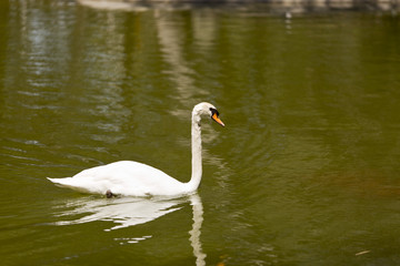 White swan swimming