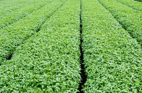 Basil farm 