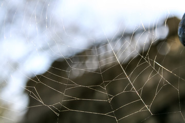 Spinnennetz vor blauem Himmel