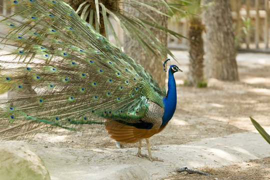 Peacock in a park