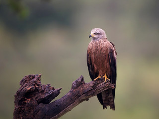 Black kite (Milvus migrans)