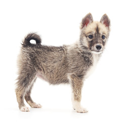 Obraz premium Small puppy.