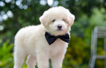 An Adorable Golden Retriever Puppy. Golden Retriever Dogs Have An Instinctive Love Of Water And Are Easy To Train To Basic Or Advanced Obedience Standards