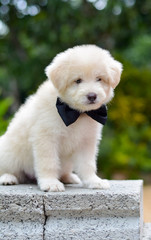 An Adorable Golden Retriever Puppy. Golden Retriever Dogs Have An Instinctive Love Of Water And Are Easy To Train To Basic Or Advanced Obedience Standards