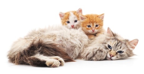 Two kittens with a cat.