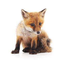 Little fox.