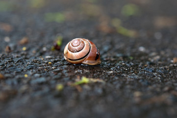  Schnecke auf dem Asphalt