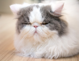 Fototapeta premium Fluffy sleeping cat