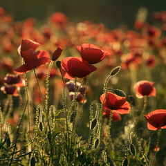 Obraz premium Poppy's Field in the Sunny Morning