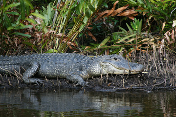 Young American Alligator