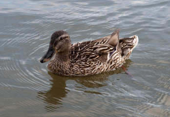 Enten und Gänse auf der See