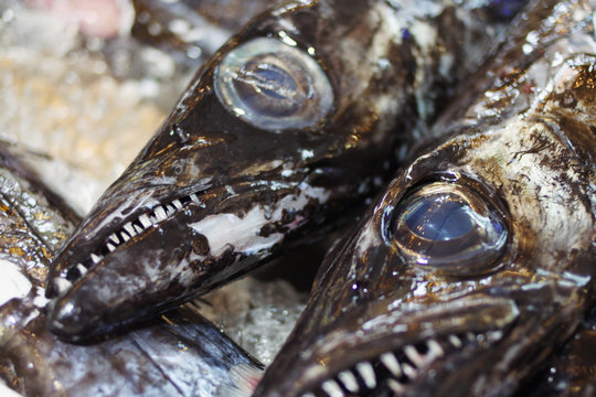 Close-up of dead Espada fishes