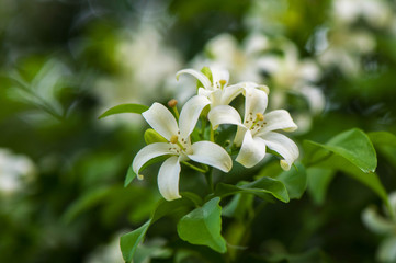 Orange Jessamine in the dim atmosphere