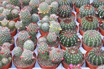 piante grasse