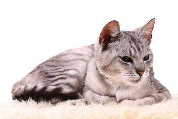 gray cat isolated