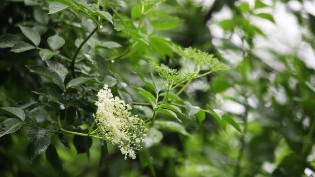 Natur Wetter Regen auf Holunder Bl&uuml;tenst&auml;nder
