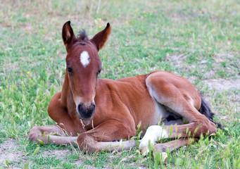 Naklejka na ściany i meble Little baby horse liesng on a fresh green grass