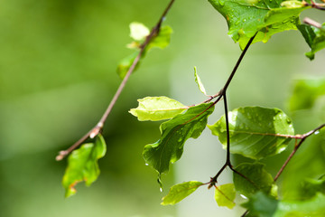 Bright green leaves from a beech tree