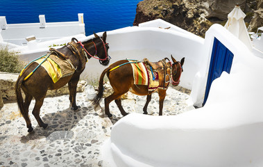In the streets of Oia