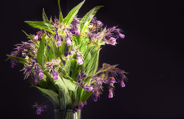 Flowers and leaves on Common Comfrey  Symphytum officinale