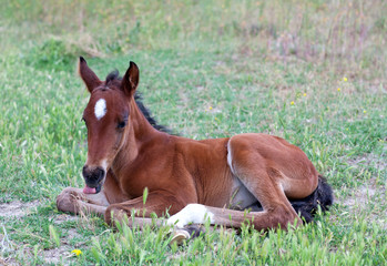 Little baby horse liesng on a fresh green grass