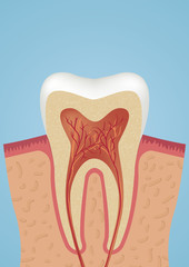 Tooth sheme icon