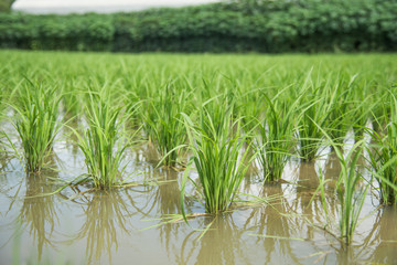 Obraz premium young rice plantation field
