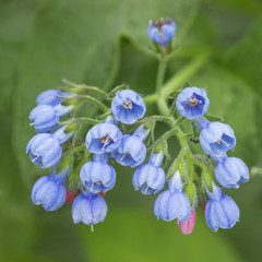 Fototapeta na wymiar Bunch of wild forest tiny blue flowers on meadow