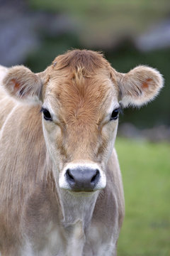 Head Of Jersey Cow Calf At Pasture