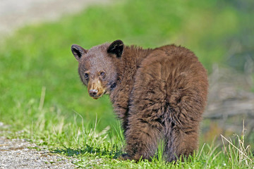 Cute cinnamon colored Black Bear Cub looking back © rima15