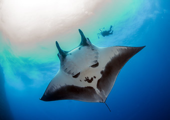 Manta Ray