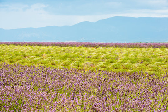 Colorful lavender field with green stalks and violet blossoms