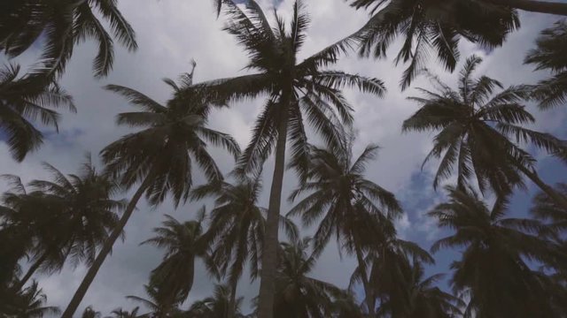 Looking up at rotating palm trees in Phuket, Thailand