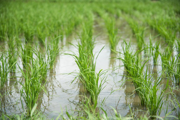 young rice plantation field