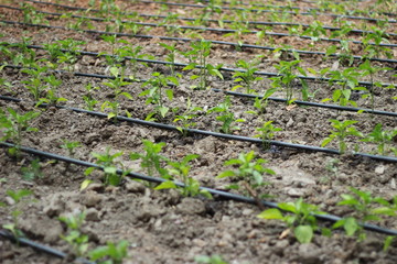 Drip irrigation and seedlings