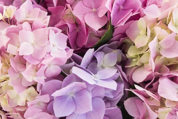 Tuinposter Hortensia bloemen close-up, achtergrond © simonidadj
