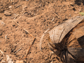 dry coconut on the ground