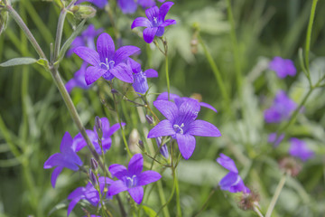 Полевые колокольчики цветы