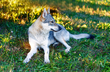 Obraz premium domesticated wolf dog resting relaxed on a meadow. Czechoslovakian shepherd.